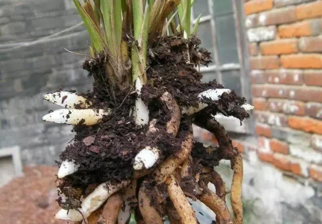  泡水|兰花不爱发新苗？用它泡水浇，新苗至少多“1倍”，根壮花满盆