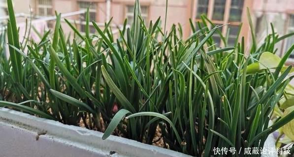  『割完』阳台盆栽韭菜该如何管理？用上2个小技巧，绿叶割完一茬又一茬