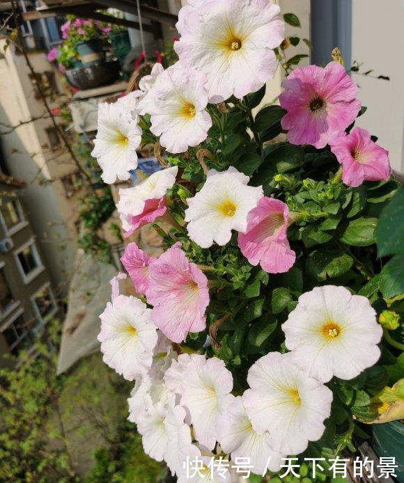 「花芽」矮牵牛进入“分化期”,盆里撒点肥,花芽蹿一蹿,花期开的久
