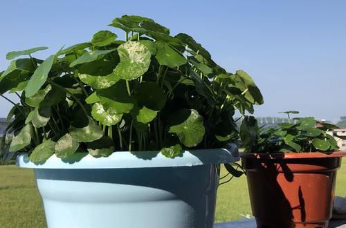  『倒入』把豆浆倒入铜钱草中，奇迹出现了，盆盆疯长爆盆，叶片比拳头还大