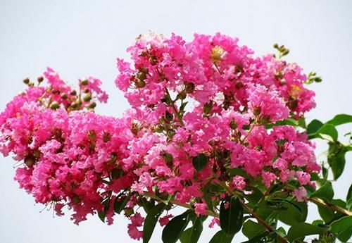  『艳丽』此花花色艳丽，开花成花序，受到人们喜欢，具有较高观赏价值