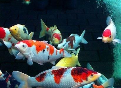  #排行榜#组图: 世界上50大最美丽最好养的观赏鱼排行榜, 你养过几种?好神奇！