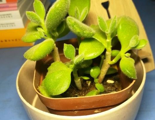  『花盆』养花卉多肉别盲目用花盆，了解不同材质花盆优缺点，养花事半功倍