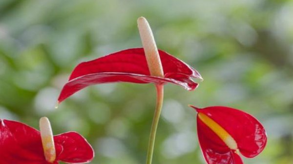  油亮：红掌花,教你几个小窍门,叶子油亮有质感,花朵红彤彤