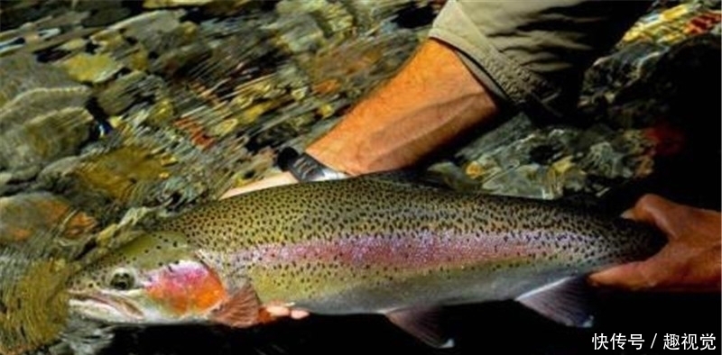  [发现]黄河流域发现“怪鱼”，原来是“外来户”，专家却说是大
