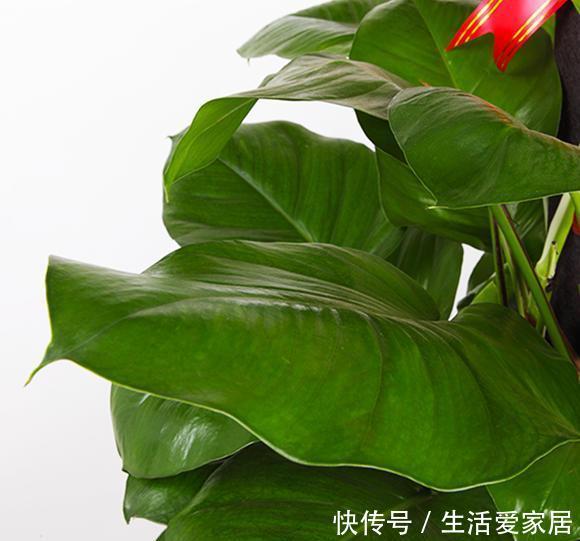 『巴掌』怎么养出“大叶绿萝”,3个方法叶子油亮,叶形比巴掌大