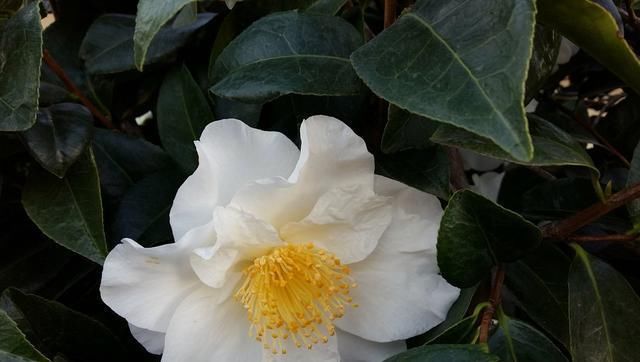  「养山茶花」谦让之花：山茶花，让它在你家阳台绽放起来吧！