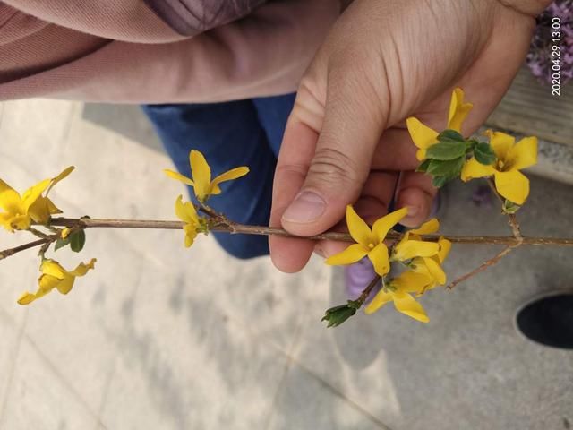  『想让它长』金钟花开花像个黄金钟，吉利祥和适合家养，而且养护很简单