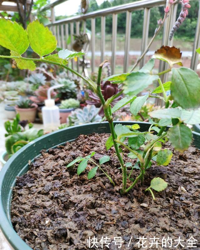 花儿|养花不懂浇水,盆里插上这“宝贝”,浇水心里有数,花儿呼呼开花