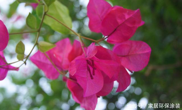 『三角梅』适合夏天养的3种花,一年四季开花不断,天气越热开花越好