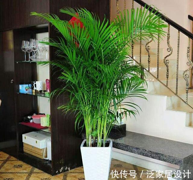 净化空气@客厅养花就选这些,时尚又长寿,摆在客厅吸甲醛,能养几十年