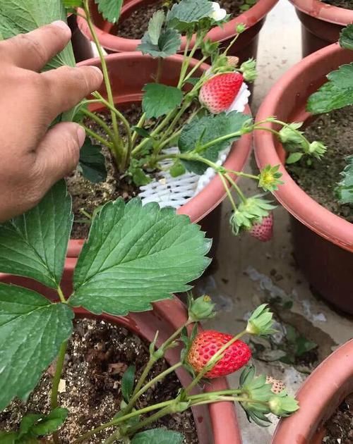  【挂果】想吃好草莓，自己动手栽，用些土方法，挂果几十棵，一摘一大盘
