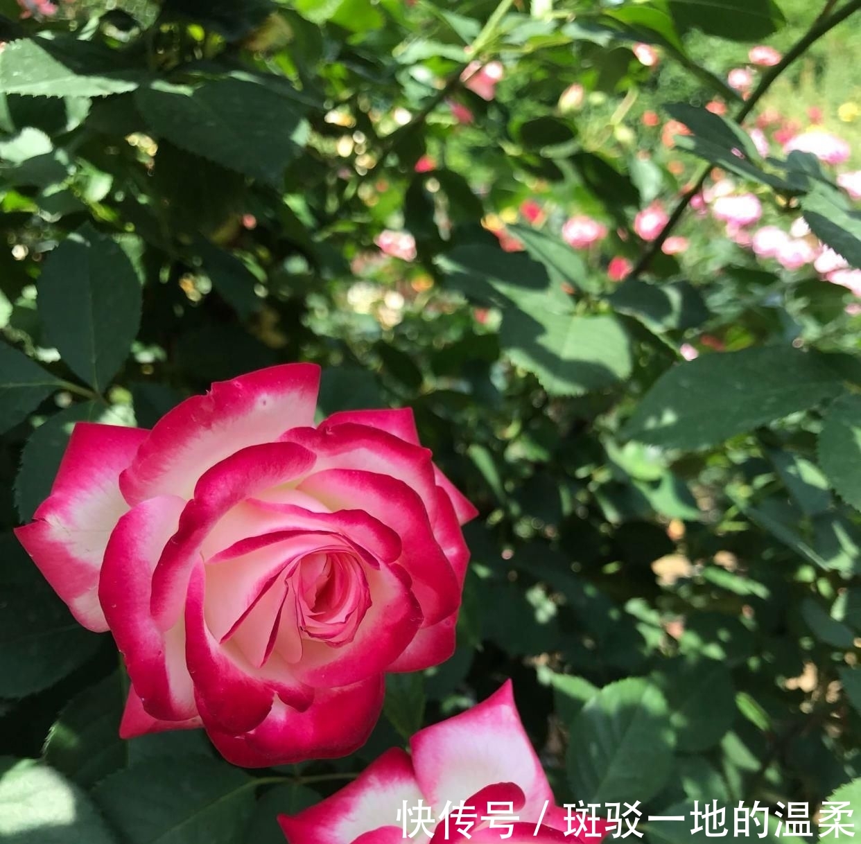  #值得#一年四季开花,美丽若玫瑰,好养易活,这款盆栽绿植,很值得栽培