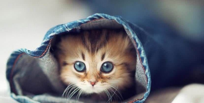 # 智者#猫咪的八大谣言，谣言止于智者，请理智对待猫咪，切勿模仿，辟谣
