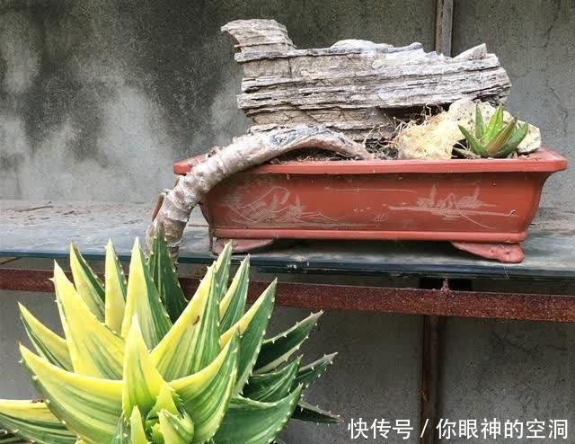 【值钱】芦荟不值钱,养成“老桩”很稀罕,叶子胶质多,越老越值钱