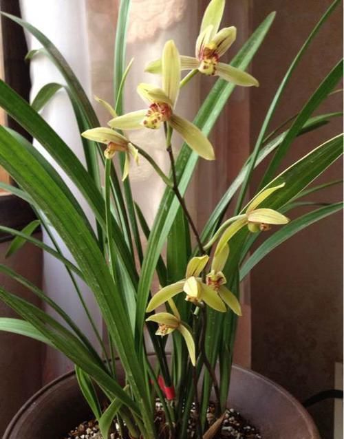  【月光】喜欢菊花，就养盆“菊中珍品”太平之月光，似幽泉抱月，冷香素韵