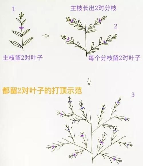 #玛格丽特#网红开花神器格丽特,一开300多天,做好3点,盆盆爆成大花球