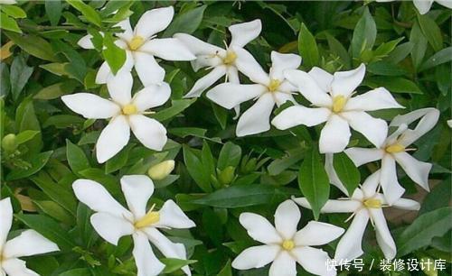  栀子花@花卉种植技术：水培栀子花什么时候开，如何管理水培栀子花？