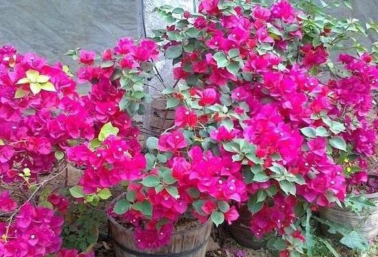 『家里』此款植物又叫贺春红,花开不见叶子,盆栽养殖做到4点就够了