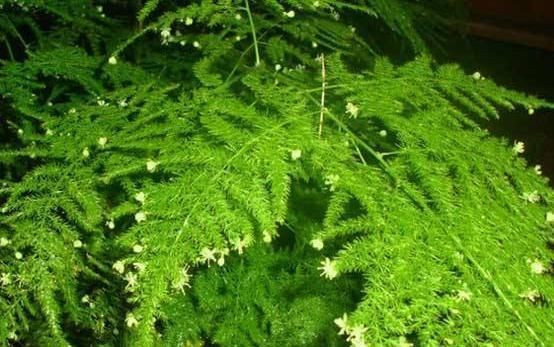  『小白花』文竹变成“黄脸婆”？狠心“一刀剪”，新芽钻出土，还能开小白花