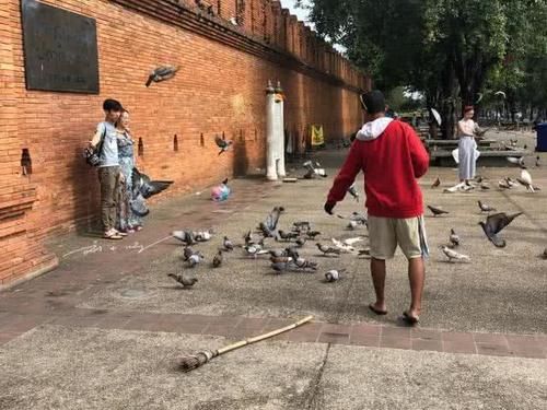 中国游客来泰国清迈旅游，在广场上拍照，竟专门找当地人来吓鸽子