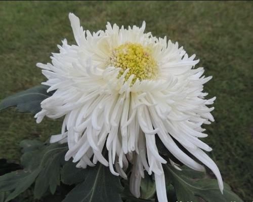 「盆栽」仙人球里的“仙子”,花朵超美,开花勤快,种植容易,是盆栽佳品