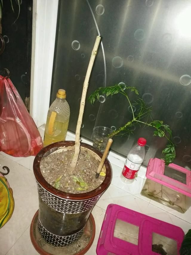  #散射光好#3种树，每月砍1刀，呼呼疯狂冒新芽！