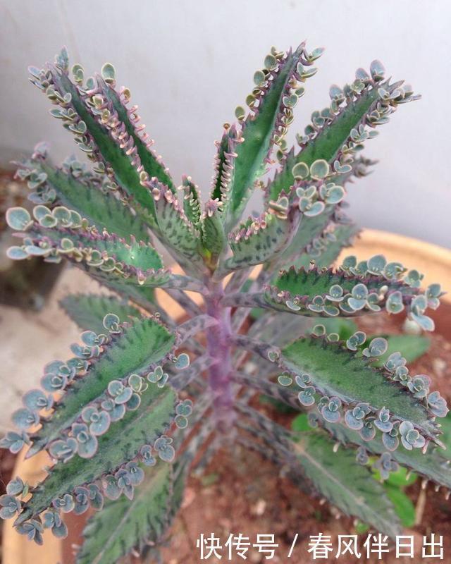 秀气|山上一种秀气多肉,养一棵繁殖出好几盆,邻居朋友都有了