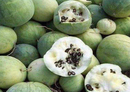 长在沙漠中的西瓜，为何没人食用？了解原因后打死也不吃