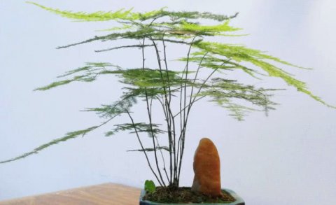  漂亮@乡下一种植物，可盆栽做盆景，非常漂亮，见到一定挖一颗回