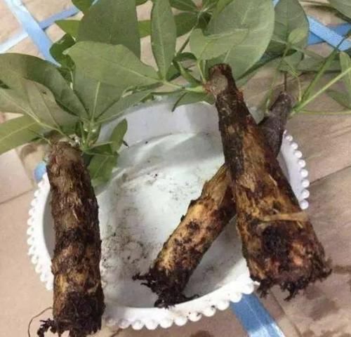  养护@要让“发财树”生长快，得靠“3招”，学一下，叶片油绿又好看！