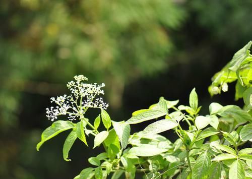  「接骨草」农村常见的一种野草，是穷苦年代常用草药，如今却被人们所忽视