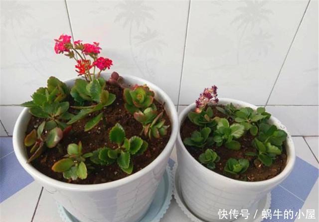 『细密』春末“扦插”不用土栽,用2种“干货”浸湿裹枝,7天冒出细密白根