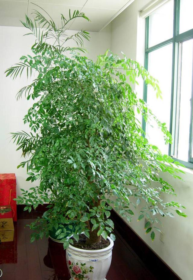  生长旺盛：阳台养花，做到这“3点”，枝繁叶茂，花开满枝，美不胜收