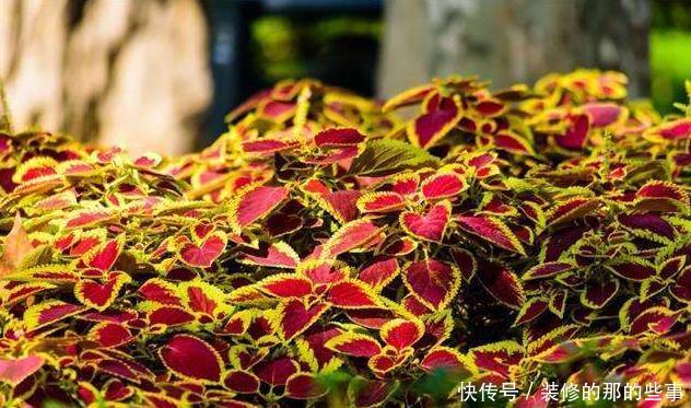  『养花』新手养花，不如养观赏精品：彩叶草，株型美观、色彩多样