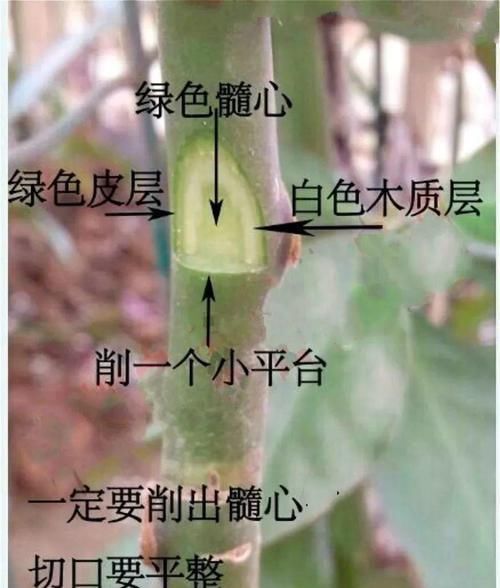  【嫁接】蟹爪兰绑到这上面，开花直冲房顶，还能多活10年