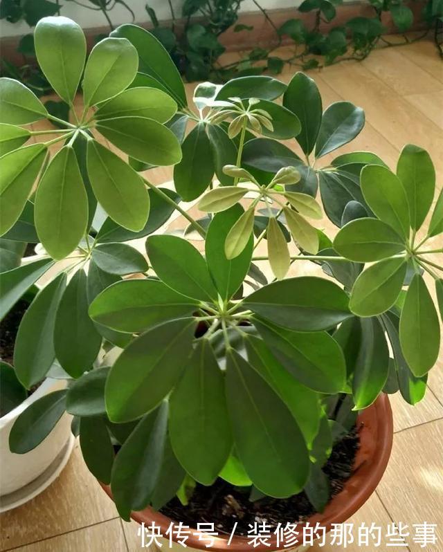  『花钱买』养花技巧：最难养的3种花，扦插100%活，下次别再花钱买啦