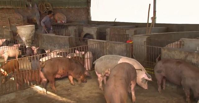 把猪粪转变为财富，一吨能卖1000块，乡村治污有智慧！