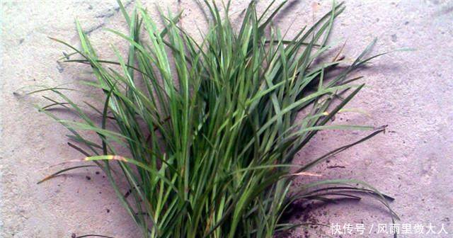 农村顽固杂草之首，农民气得牙痒痒，小时候错当美味，原来真是宝