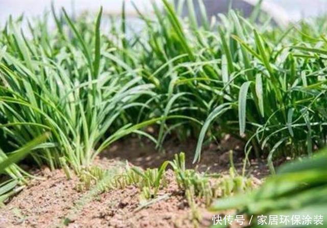  【旺盛】3月4月种“盆栽韭菜”，掌握2个技巧，生长旺盛，采收好多茬