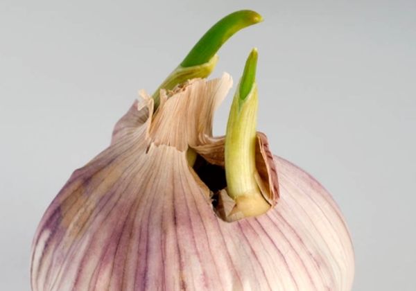  「食物」这4种蔬菜发芽后,不但没毒,而且营养价值翻倍,丢掉真的可惜了
