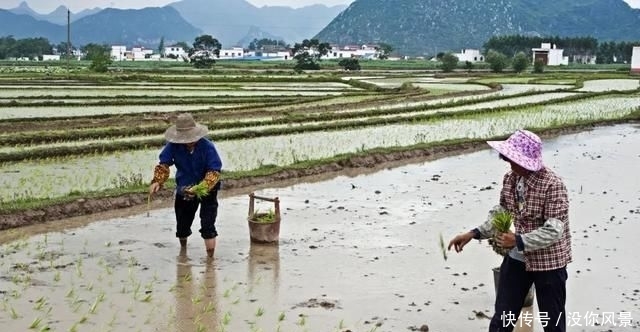  种地收入|年轻人不愿种地，中国农业将何去何从？