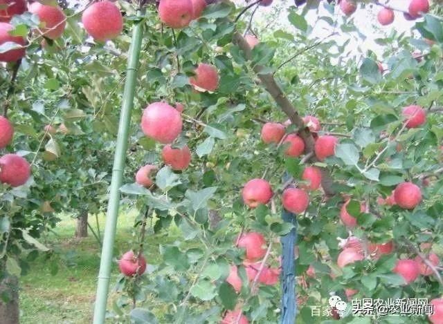 为什么日本地方不大，农业还会被人们称赞？看当地果园就知道了