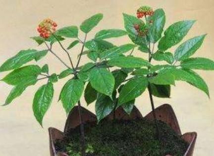  种子：家里不知养啥花，那就养“人参”，简单又好养，还能开花结种子