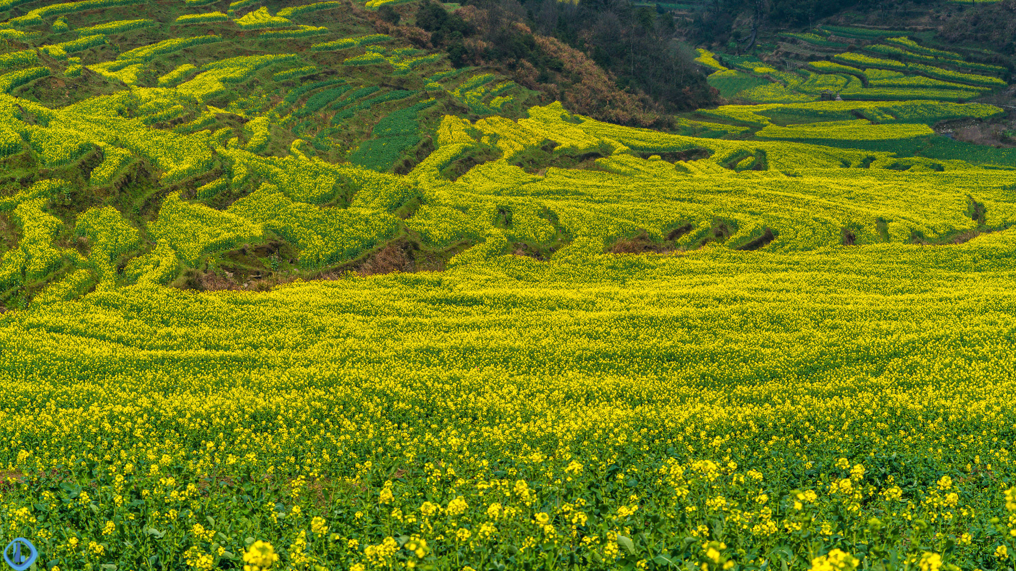 陌上花开,2019年婺源篁岭赏油菜花最新攻略
