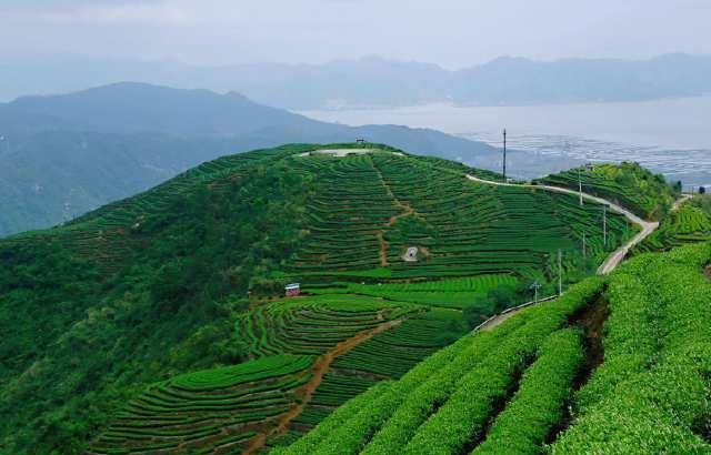  风景：茶山风景无限美！茶山的美让我们心动！