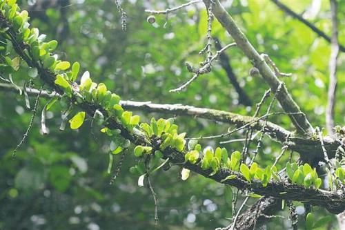  『附生植物』某些植物的有趣现象，它们会“附身”在其他植物上！