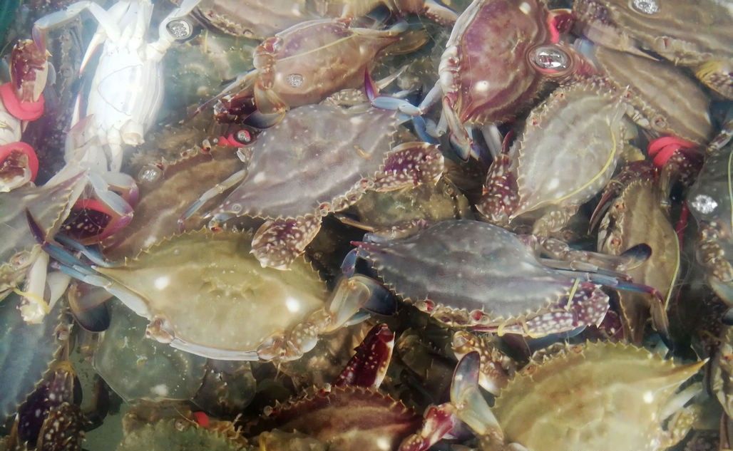 梭子蟹、皮皮虾引领菜市场海鲜新潮 新鲜海鲜替代冰冻成主流