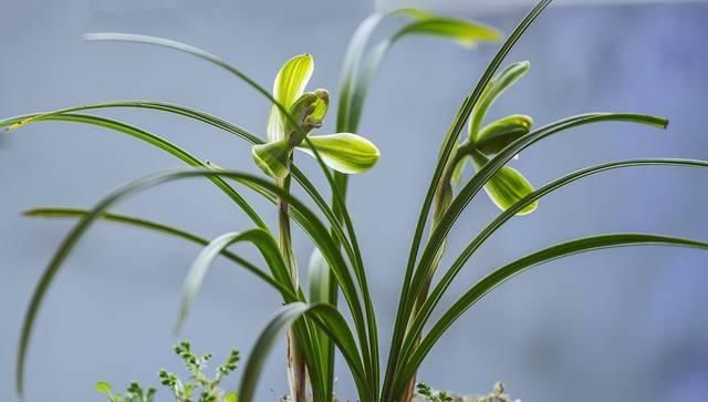  『生机』兰花叶尖经常干枯，做好这几点，让其轻松恢复生机！