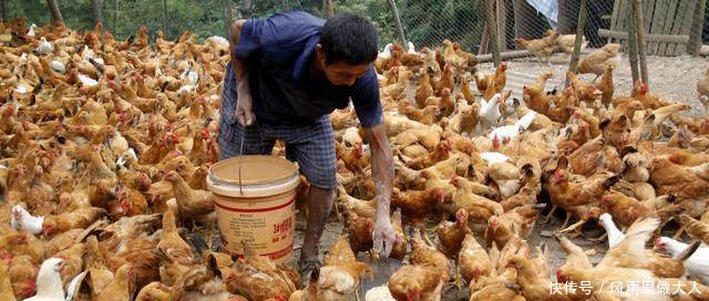 现在土鸡为什么不受城里人的欢迎了，老农的一番话，让人汗颜！